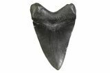 Fossil Megalodon Tooth - South Carolina #356841-1